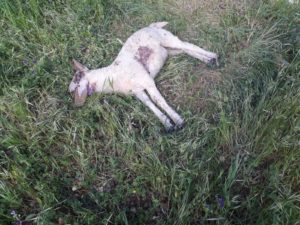 lupi a masseria montanato animali sbranati