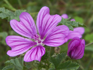 piante spontanee la malva